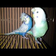 crested parrot for sale