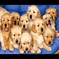 cute puppies for sale