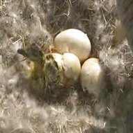 hatching goose eggs for sale