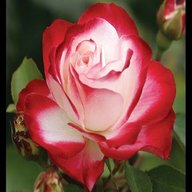heirloom roses for sale