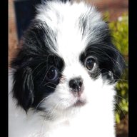 japanese chin for sale