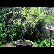 japanese willow for sale