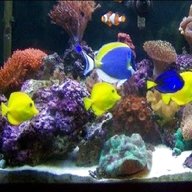 live saltwater fish for sale