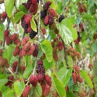 mulberry tree for sale