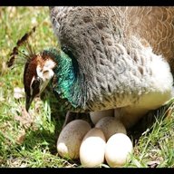 peacock hatching eggs for sale