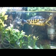 terrapin turtle for sale
