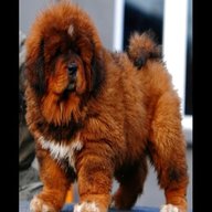 tibetan mastiff for sale