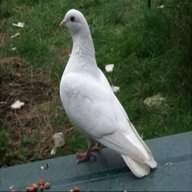 white pigeons for sale