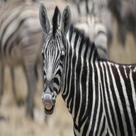 zebras for sale