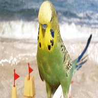 budgie taxidermy for sale