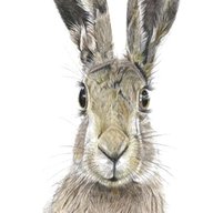 hare print for sale