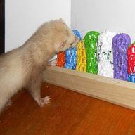 ferret toys for sale
