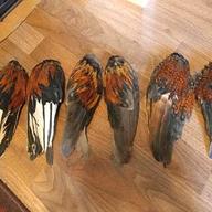 taxidermy bird wings for sale