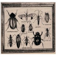 bug specimens for sale