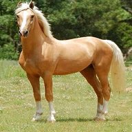 palomino horse for sale