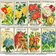 vintage seed packets for sale