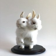 taxidermy rabbit for sale
