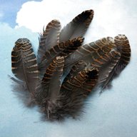 woodcock feathers for sale