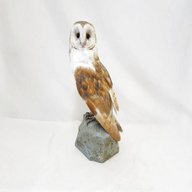 taxidermy barn owl for sale