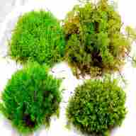 live moss for sale