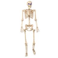 skeleton for sale