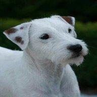 jack russell parsons for sale