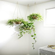 indoor hanging plants for sale
