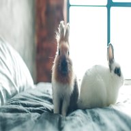 indoor rabbit for sale