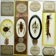 microscope slide insect for sale