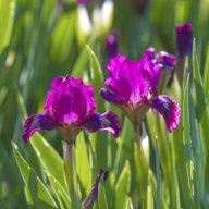iris plants for sale