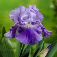 iris germanica for sale