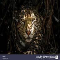 jaguar bushes for sale