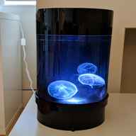 jellyfish tank for sale