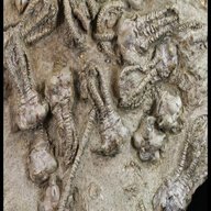 crinoid fossils for sale