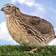 jumbo quail for sale