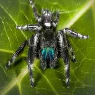 jumping spider for sale