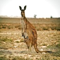 kangaroo for sale