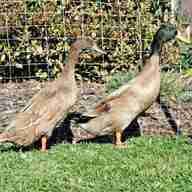 campbell ducks for sale