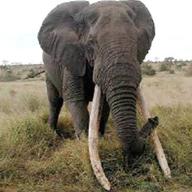 tuskers for sale