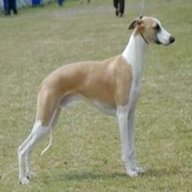 pedigree whippet for sale