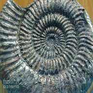 large fossil for sale