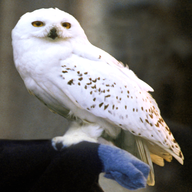 harry potter owl for sale