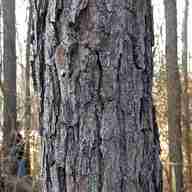 tree bark for sale