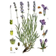 lavender seeds for sale