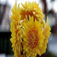 chrysanthemum for sale