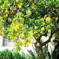 lemon tree for sale