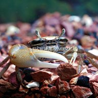 aquarium crabs for sale
