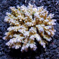 acropora coral for sale