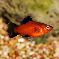 platy for sale