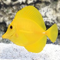 yellow tang for sale